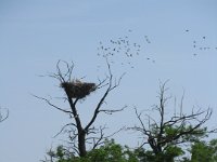 IMG 0960